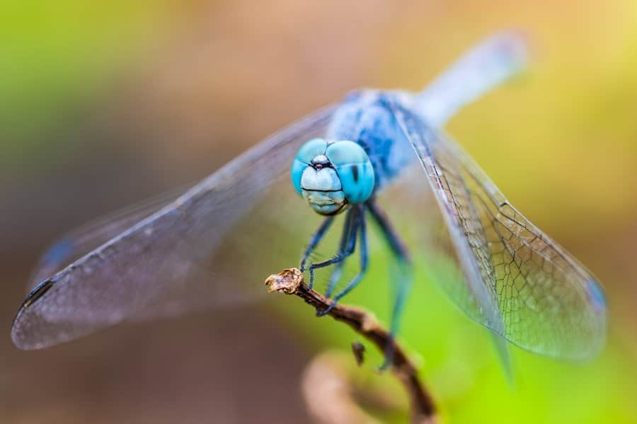 Why Are Mosquitoes So Bad at My House? 2 image 626