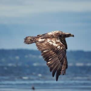 Photo Bird of prey