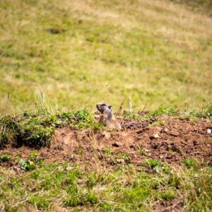 Photo Rodent burrow