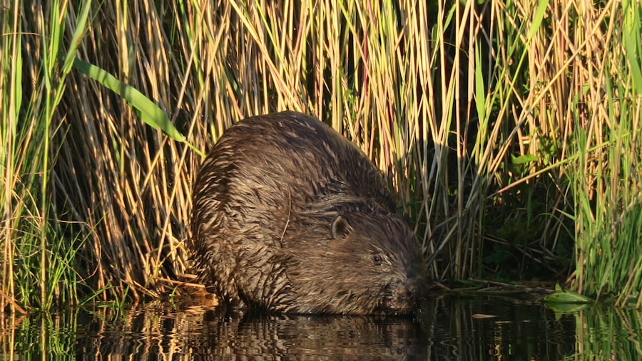 The Mind of a Pest: Understanding Small Animal Behavior for Effective Control 2 image 661