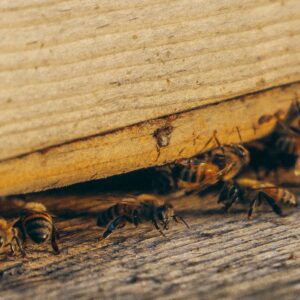 Photo Pest control