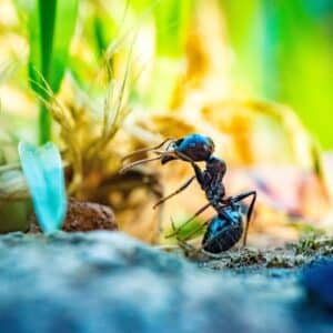 Photo Bug zapper