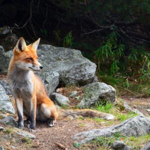 Photo Wildlife Infestation