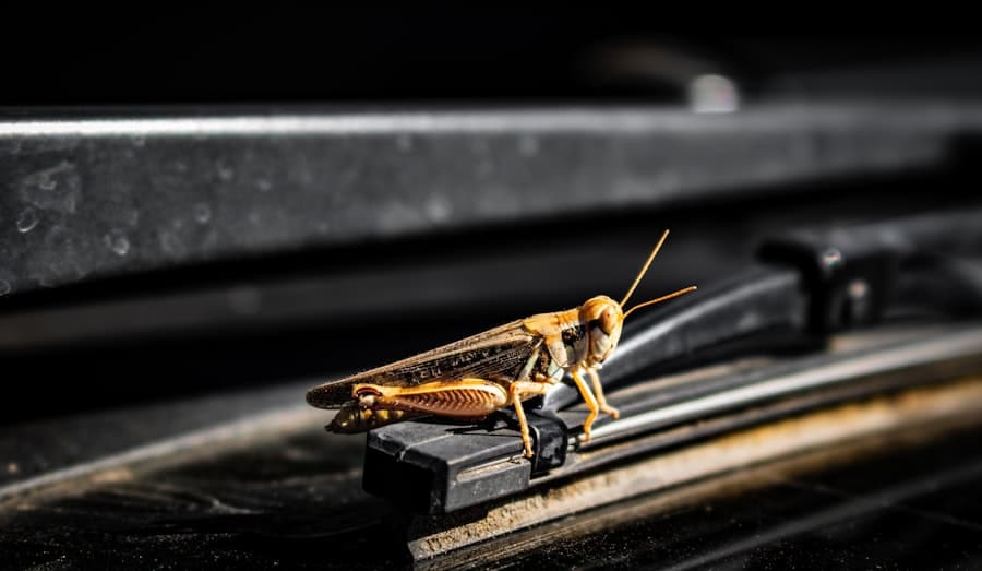 Small Animal Pest Control and Home Renovations: Restoring Peace and Safety 2 image 677