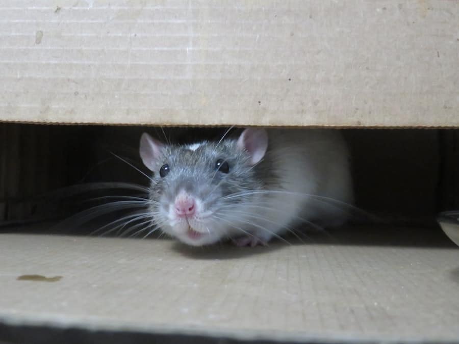 Pest Control Chronicles: Real Stories of Confronting Small Animal Invaders 2 image 679