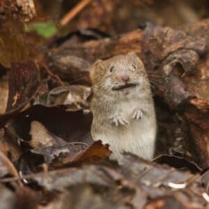 Photo Trapped mice