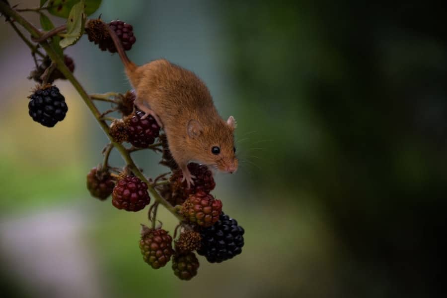 Eradicating Invaders: Tales of Triumph over Small Animal Pests 2 image 685