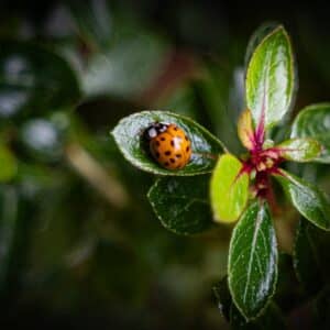 Photo Ladybug on leaf