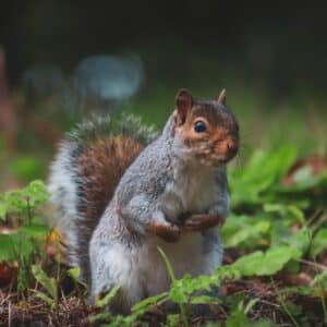 Photo Adorable Squirrel