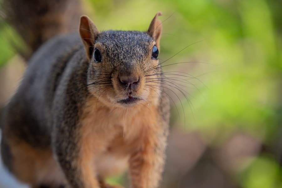 Nesting Nuisances: Addressing Small Animal Pests in Your Home 2 image 695