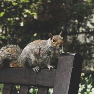 Photo Squirrel-proof feeder