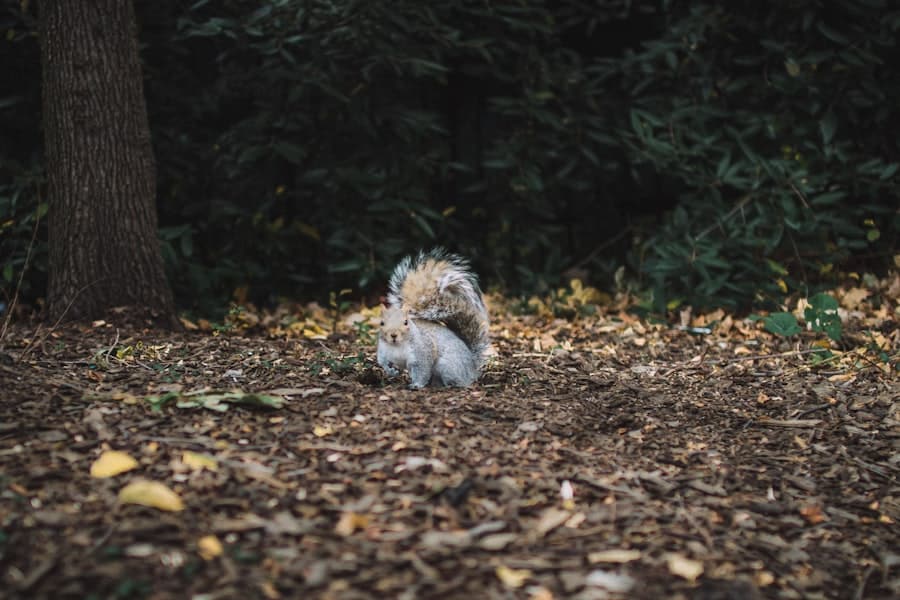 Small Animal Pests and Birdfeeders: Finding a Balance in Your Backyard 2 image 697