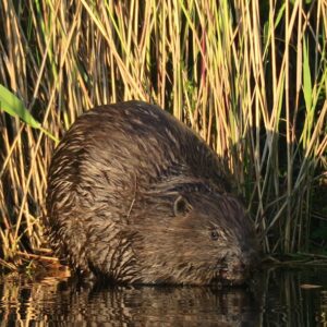 Photo Rodent behavior