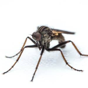 Photo Mosquito fogger