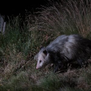 Photo Nocturnal foraging