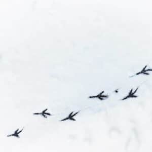 Photo Animal tracks