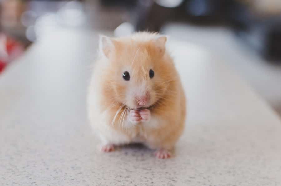 What Risks Do Small Animal Pests Pose to My Home and Health? 2 image 740