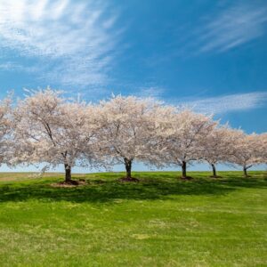 Photo Springtime