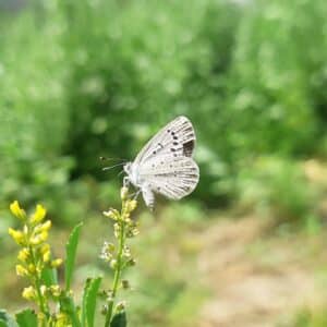 Photo Insect behavior