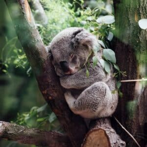 Photo Animal-proofing fence