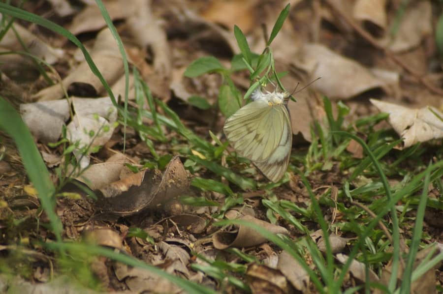 The Secret Lives of Bugs: Insights into Insect Behavior and Control 2 image 76