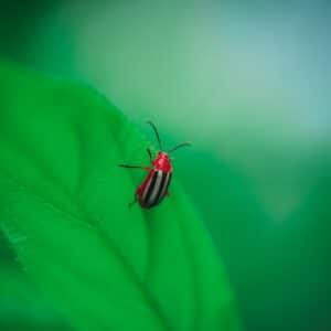 Photo Flea Infestation
