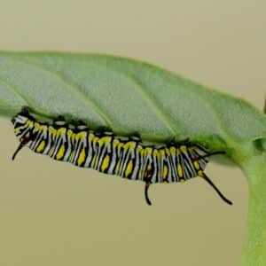 Photo Wildlife garden