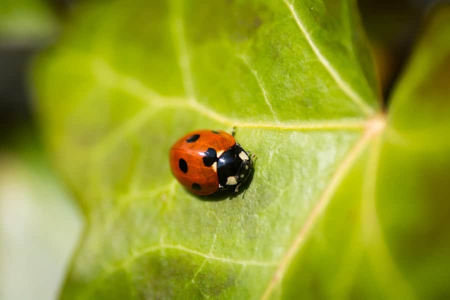 Insect Infestations: Tackling the Most Common Culprits in Your Home 2 image 82