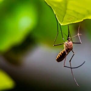 Photo Mosquito net