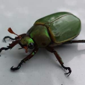 Photo Bug spray