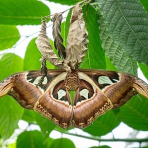 Photo Pantry moth